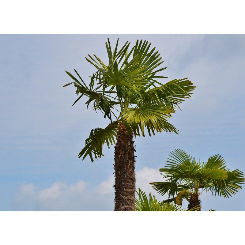 Palmboom Kopen - Palmboom Productoverzicht