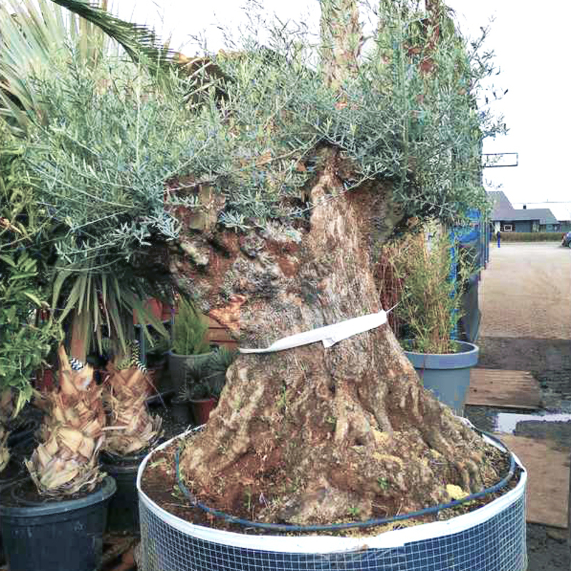 Stamm, kräftige Bäume, Olea europea ca. 100cm hoch, im ca. 21cm Topf Tragen dieses Jahr Oliven Olivenbaum