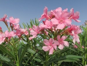 oleander anti aging krém