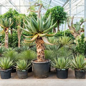 Verbazingwekkend Tropische planten (tuingeschikt) - Teeninga Palmen PA-14