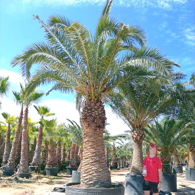 Fascineren Verstikken De stad ✓ Een klein palmboompje kopen - Perfect als cadeau - Teeninga Palmen