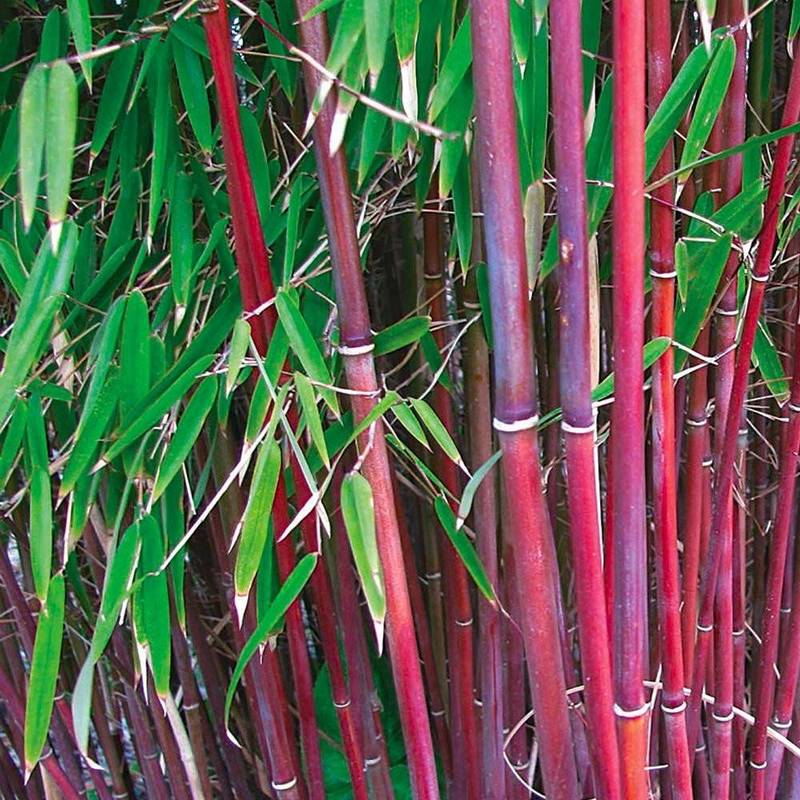 Romanschrijver circulatie Antibiotica Fargesia scabrida 'Asian Wonder' - Niet woekerende bamboe - Teeninga Palmen